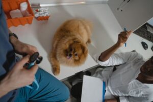 Pet Insurance for Cancer Treatment: Coverage and Claim Basics