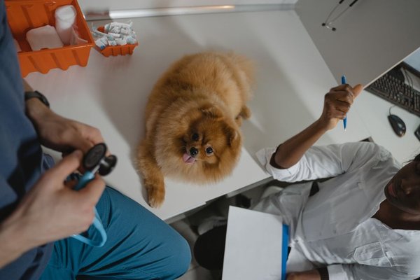 pet insurance cancer treatment