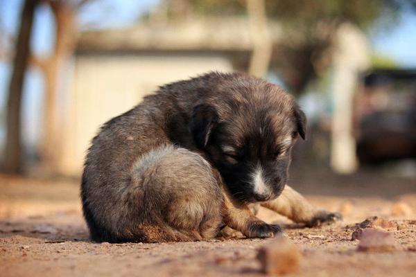 pet insurance for puppies