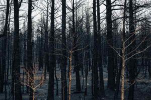 Why Insurers Are Non-Renewing Homeowners Policies in Wildfire Zones