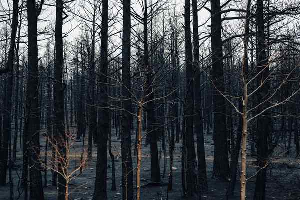 wildfire insurance non-renewal homeowners